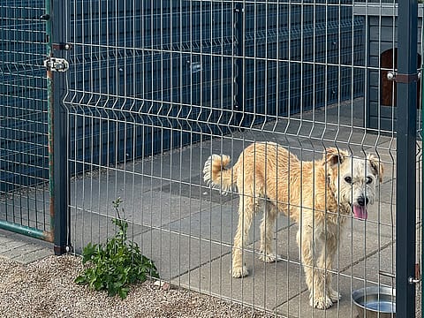 SOS gyvūnai | Borga parama