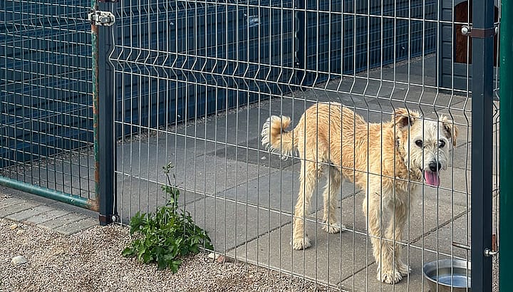 SOS gyvūnai | Borga parama